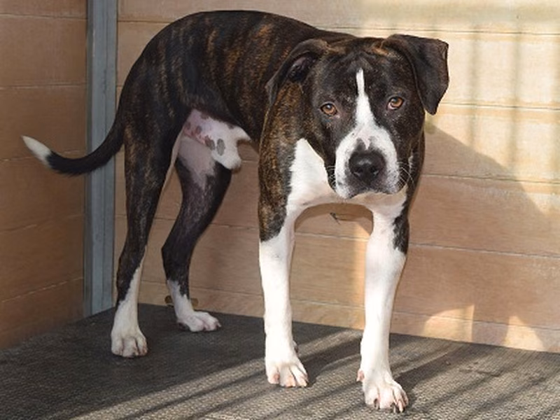 Ares, Senior · Male · Medium · American Staffordshire Terrier