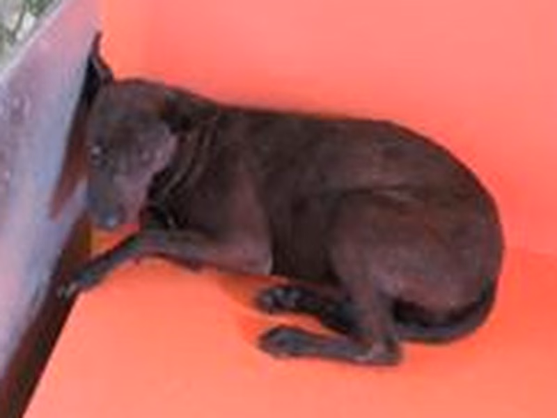 Black adult female mixed-breed dog, Medium, shelter no. …0002