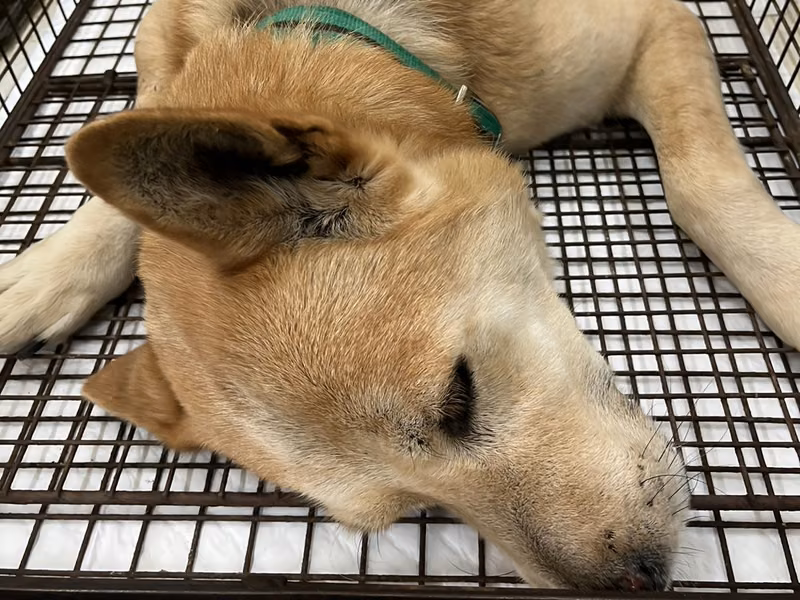Brown adult male mixed-breed dog, Medium, shelter no. …1D01