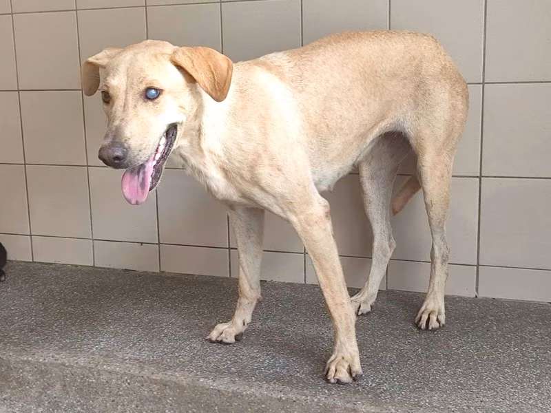 Tan adult female mixed-breed dog, Large, shelter no. …0801