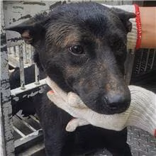 Black adult male mixed-breed dog, Medium, shelter no. …5005