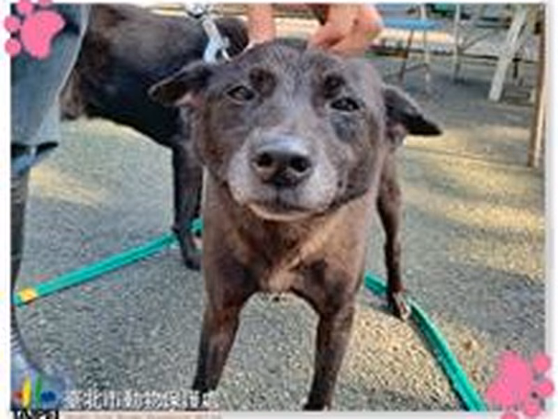 Black adult male mixed-breed dog, Medium, shelter no. …1208