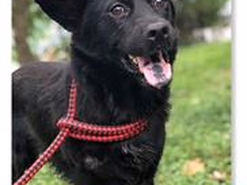 Black adult male mixed-breed dog, Medium, shelter no. …1404