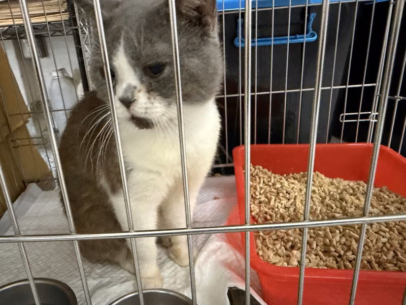 Gray-and-white adult male British Shorthair, Medium, shelter no. …5001