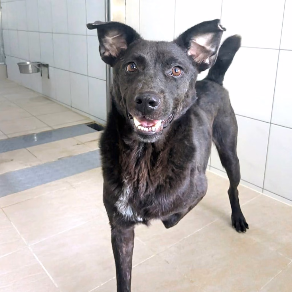 Black adult male mixed-breed dog, Medium, shelter no. …4002