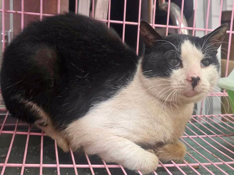 Black-and-white adult male mixed-breed cat, Medium, shelter no. …1805