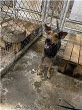 Black-and-tan adult male mixed-breed dog, Medium, shelter no. …1003