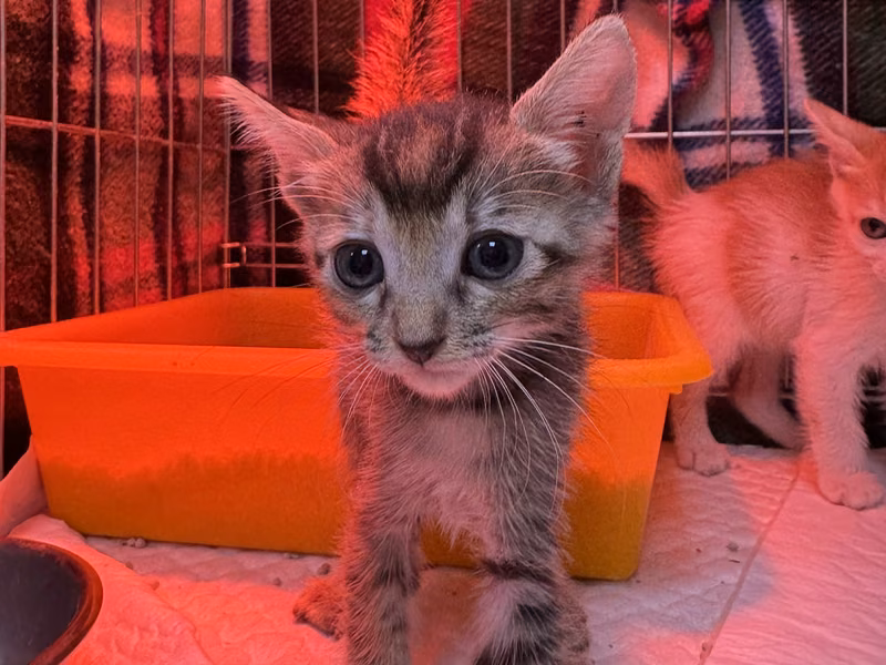 Tabby young female mixed-breed cat, Small, shelter no. …8001