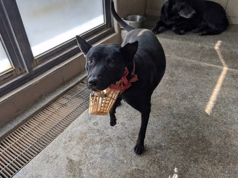 Black adult male mixed-breed dog, Large, shelter no. …0322