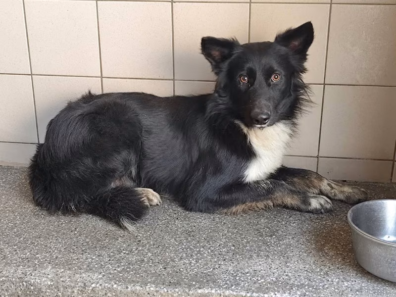 Black adult male mixed-breed dog, Large, shelter no. …2702