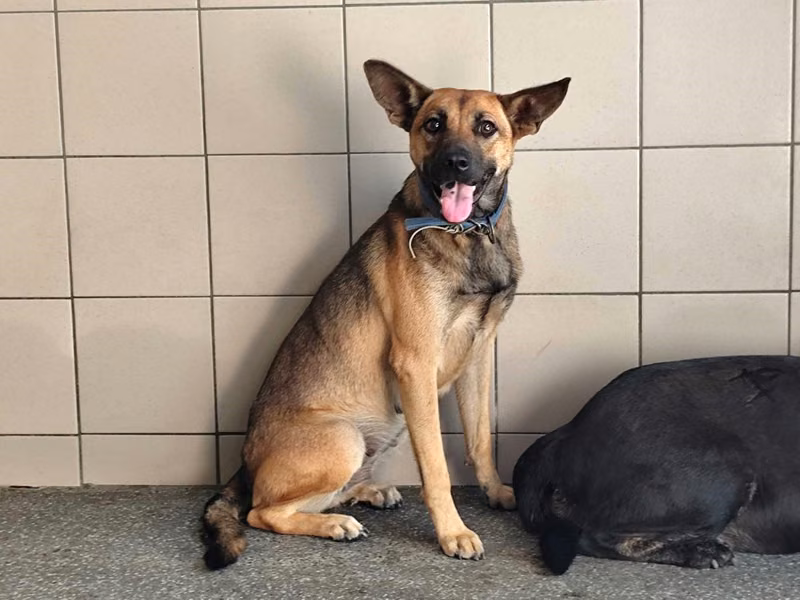 Tan adult female mixed-breed dog, Large, shelter no. …0901