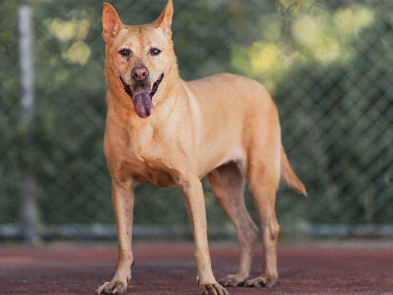 Tan adult female mixed-breed dog, Medium, shelter no. …2504