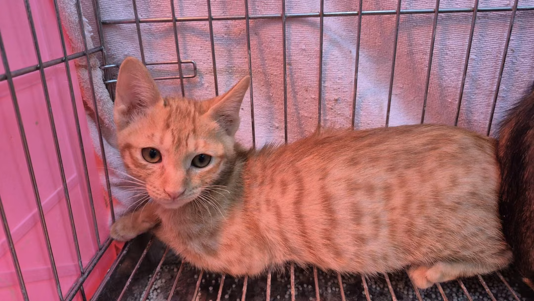 Orange tabby young male mixed-breed cat, Small, shelter no. …9001