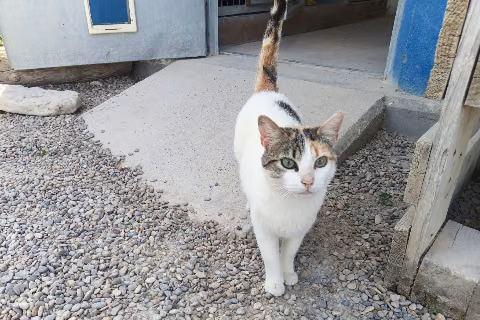 Tika Masala, Adult · Female · European Shorthair