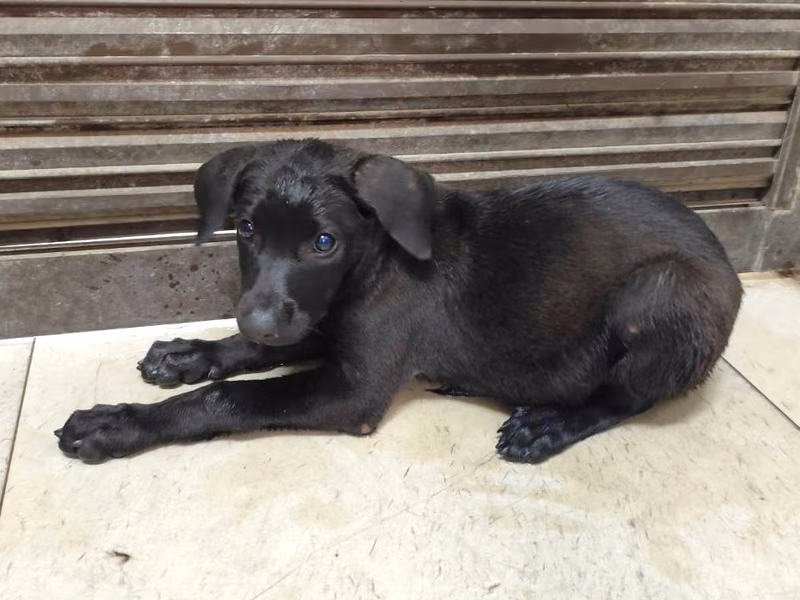 Black young female mixed-breed dog, Medium, shelter no. …2812