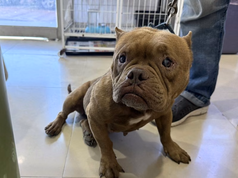 Brown adult female American Bully, Medium, shelter no. …07W8