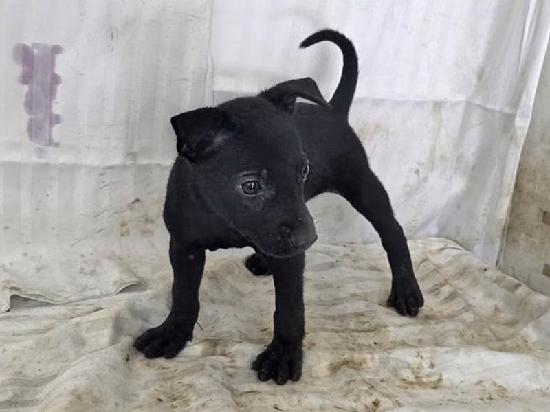 Black young female mixed-breed dog, Small, shelter no. …0219