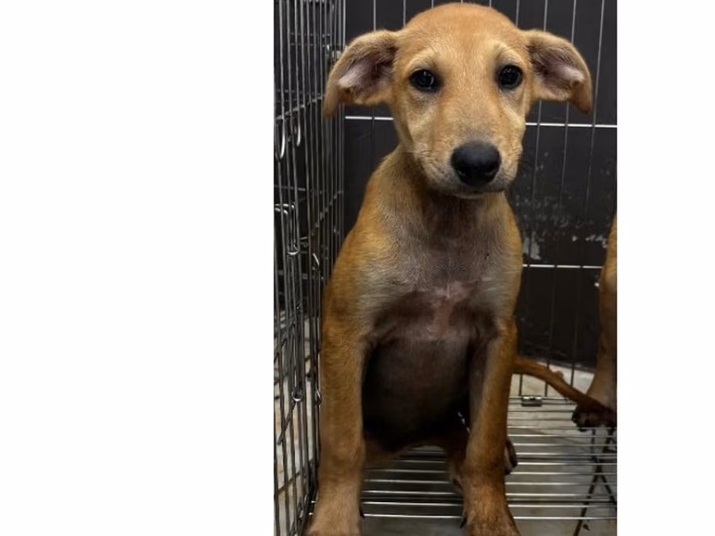 Tan young female mixed-breed dog, Medium, shelter no. …3003