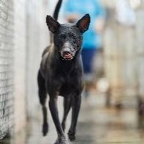 Black adult male mixed-breed dog, Medium, shelter no. …3002