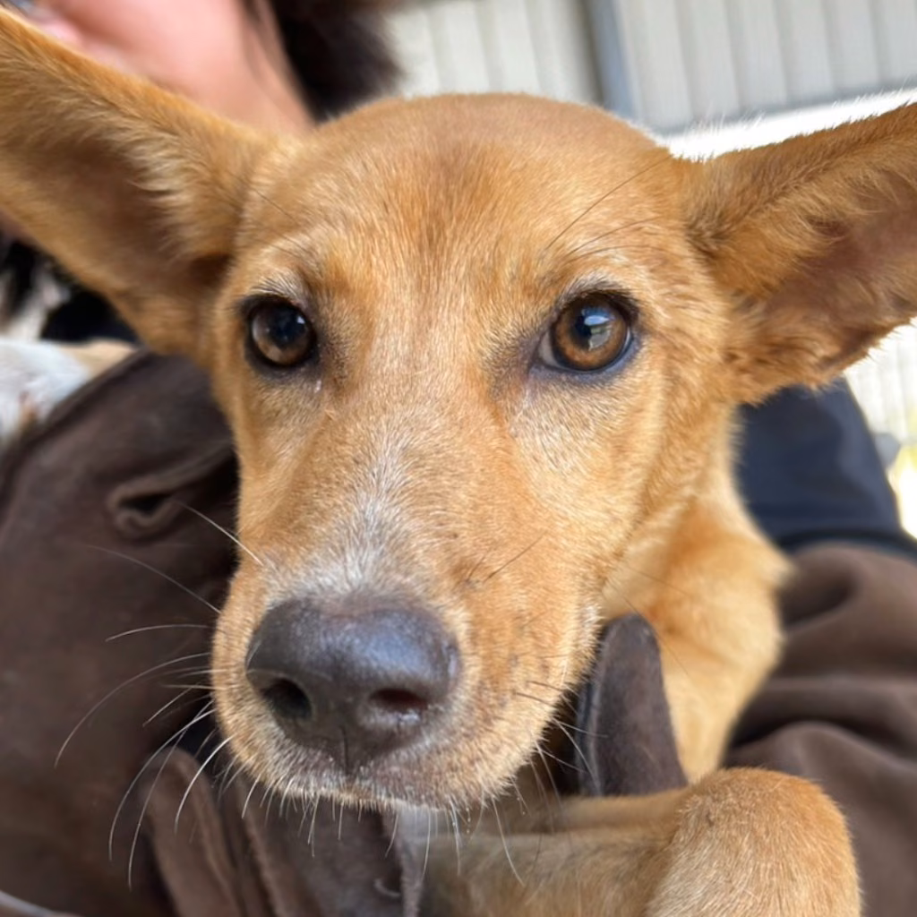 Tan-and-white young female mixed-breed dog, Medium, shelter no. …3008