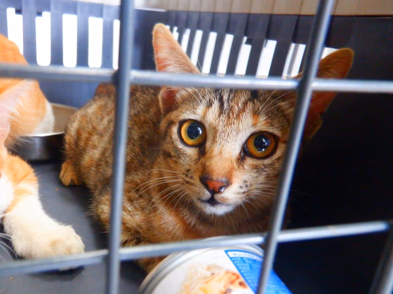 Tabby adult female mixed-breed cat, Small, shelter no. …16C3