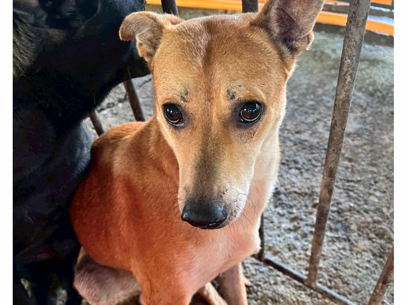 Tan adult female mixed-breed dog, Large, shelter no. …006D