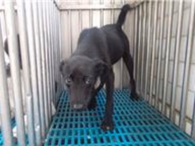 Black adult male mixed-breed dog, Medium, shelter no. …1106