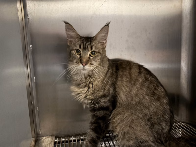 Tabby adult female Maine coon, Medium, shelter no. …9007
