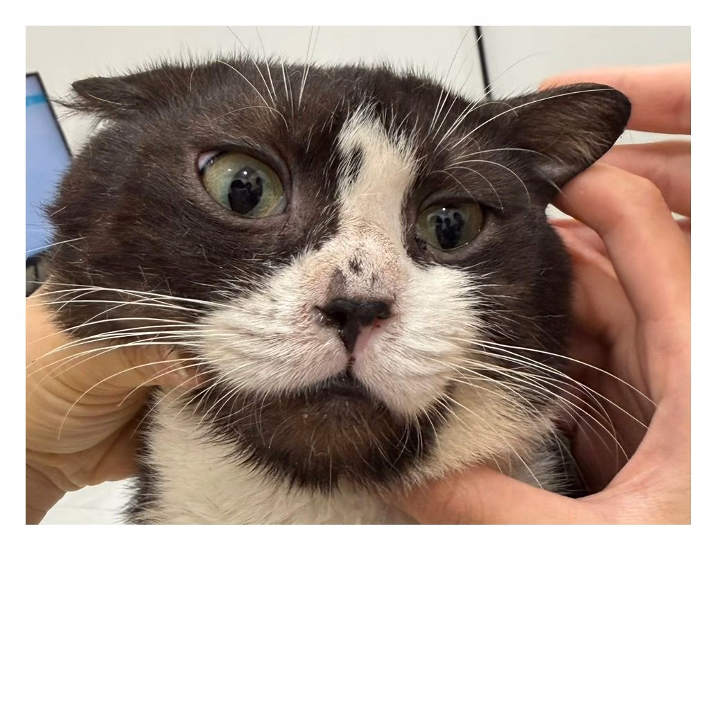 Black-and-white adult male American Shorthair, Medium, shelter no. …2514