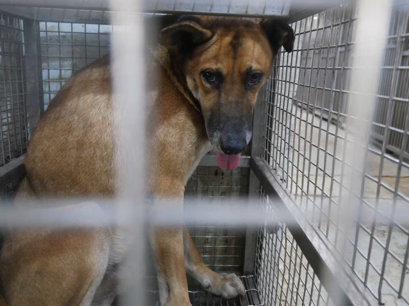 Tan adult female mixed-breed dog, Medium, shelter no. …9-09