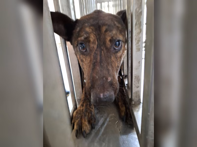 Tabby adult male mixed-breed dog, Medium, shelter no. …7-02