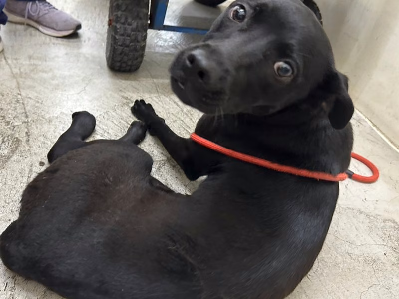 Black adult female mixed-breed dog, Medium, shelter no. …1903
