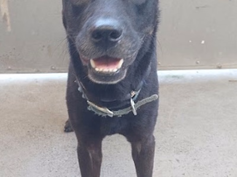 Black adult male mixed-breed dog, Medium, shelter no. …4002