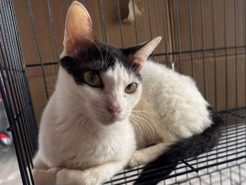 ミックス猫(オス・成猫・ぶち)、中型, 施設番号 …1041