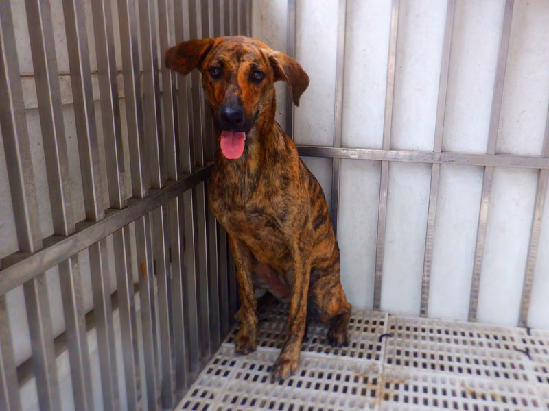 Tabby adult female mixed-breed dog, Medium, shelter no. …2252