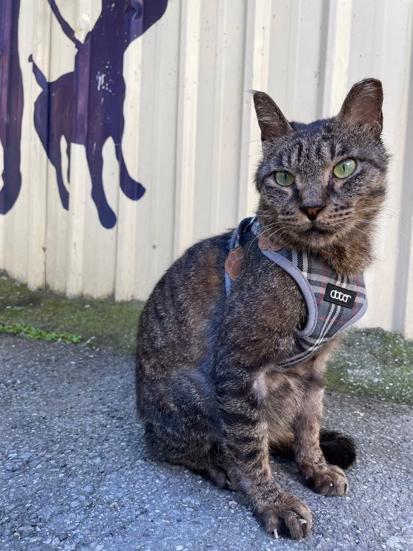 Tabby adult male mixed-breed cat, Small, shelter no. …2001