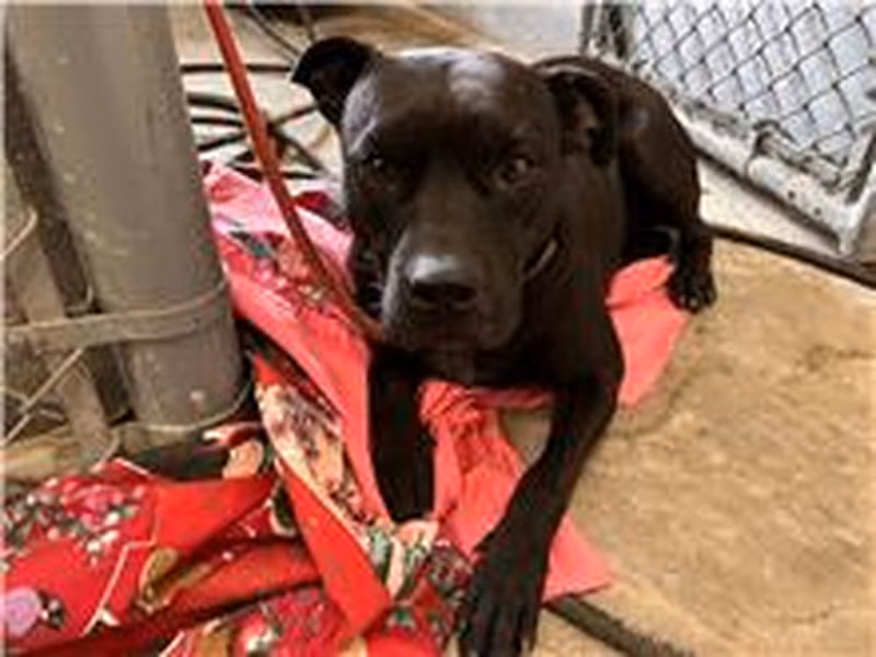 Black adult female mixed-breed dog, Medium, shelter no. …2001