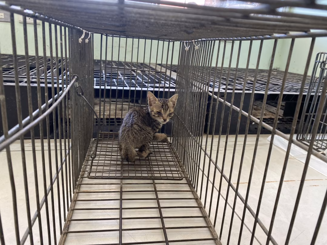Young female mixed-breed cat, Small, shelter no. …5C04