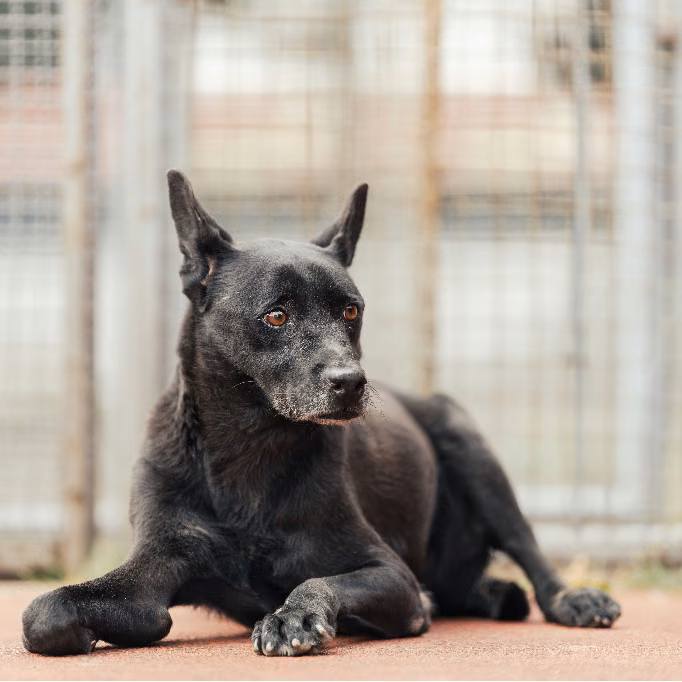 Black adult female mixed-breed dog, Small, shelter no. …2305