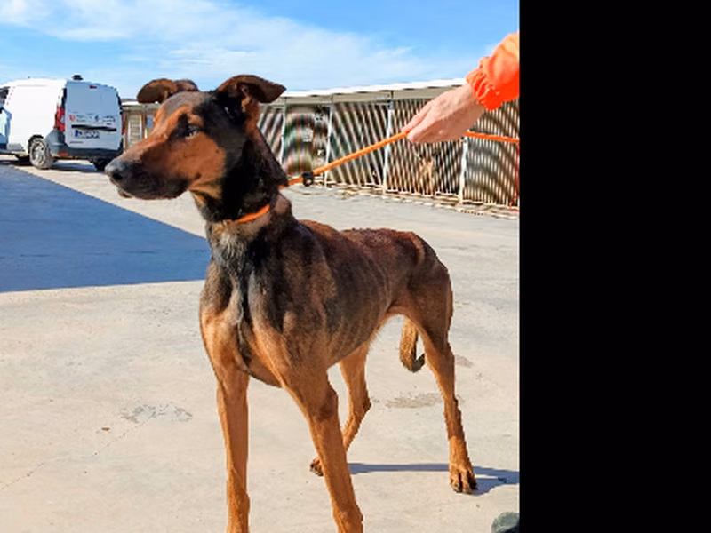 Dumax, Adult · Male · Mixed breed