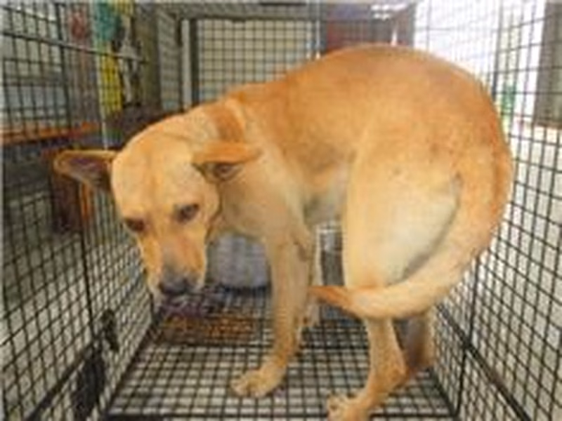 Tan adult male mixed-breed dog, Medium, shelter no. …1002