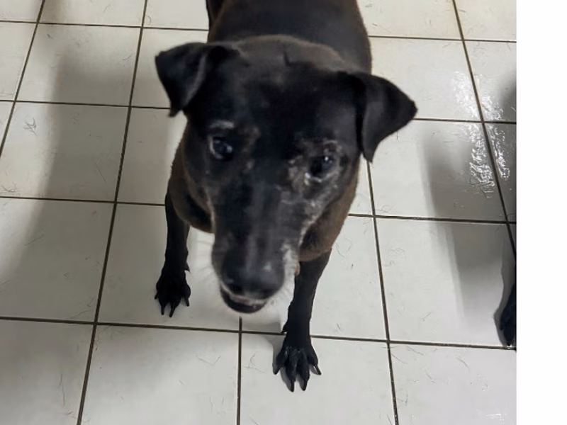 Black adult female mixed-breed dog, Small, shelter no. …2103