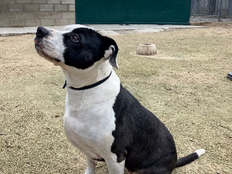 Mami, Senior · Female · Medium · Mixed breed