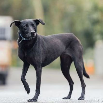 Black adult female mixed-breed dog, Medium, shelter no. …9008
