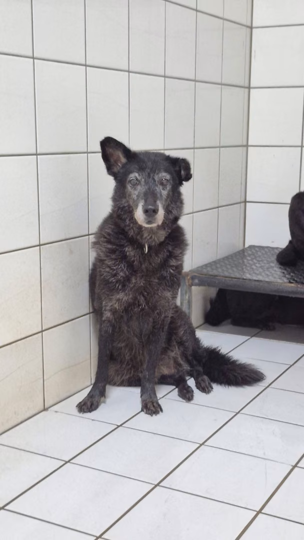Adult female mixed-breed dog, Medium, shelter no. …1605