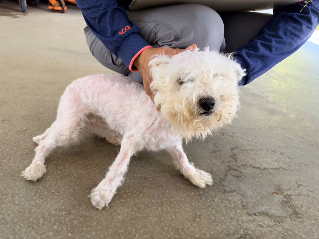 White adult male Bichon Frisé, Small, shelter no. …2002