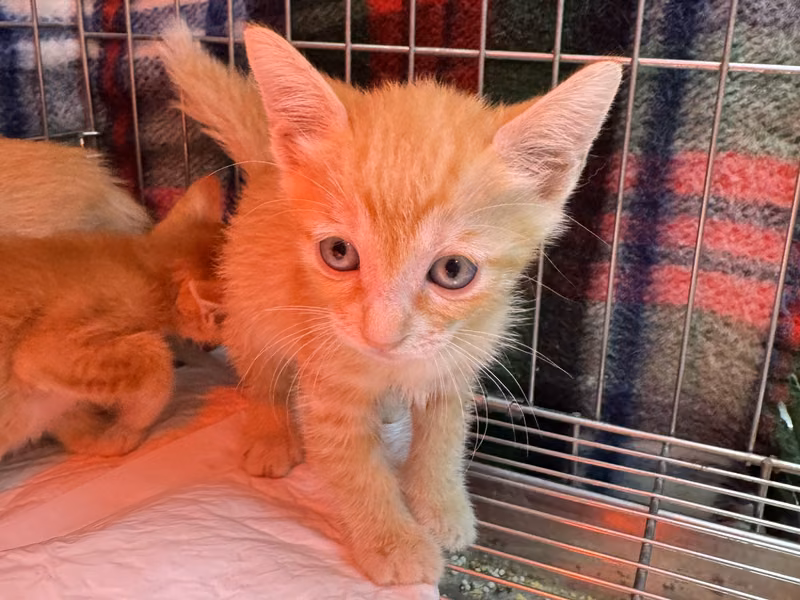 Orange tabby young female mixed-breed cat, Small, shelter no. …8003