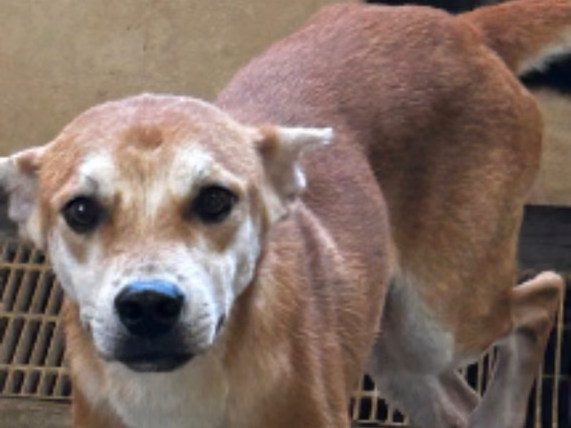 Tan-and-white adult male mixed-breed dog, Medium, shelter no. …8017