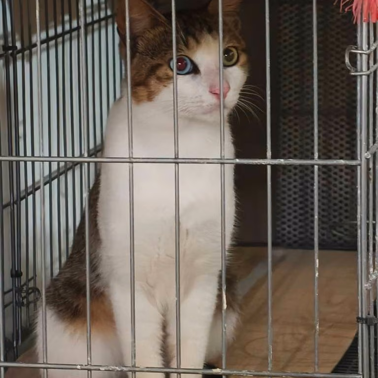 Young male mixed-breed cat, Medium, shelter no. …1001