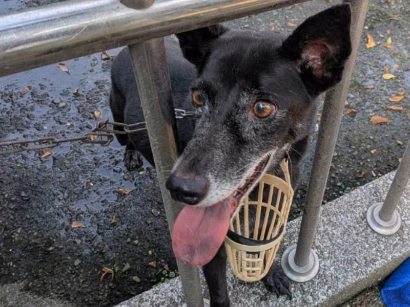 Black adult female mixed-breed dog, Medium, shelter no. …1-11